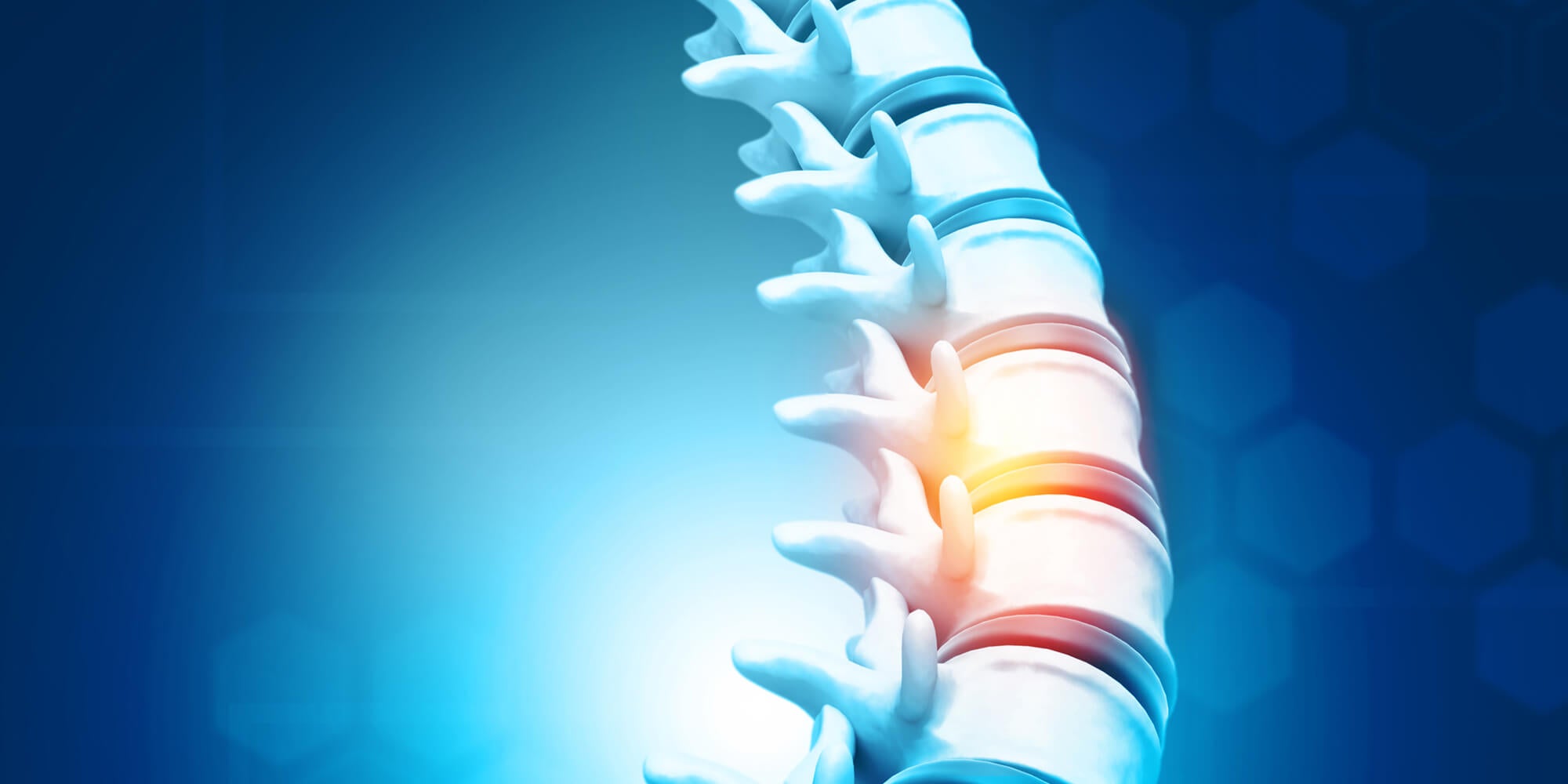Illustration of spine