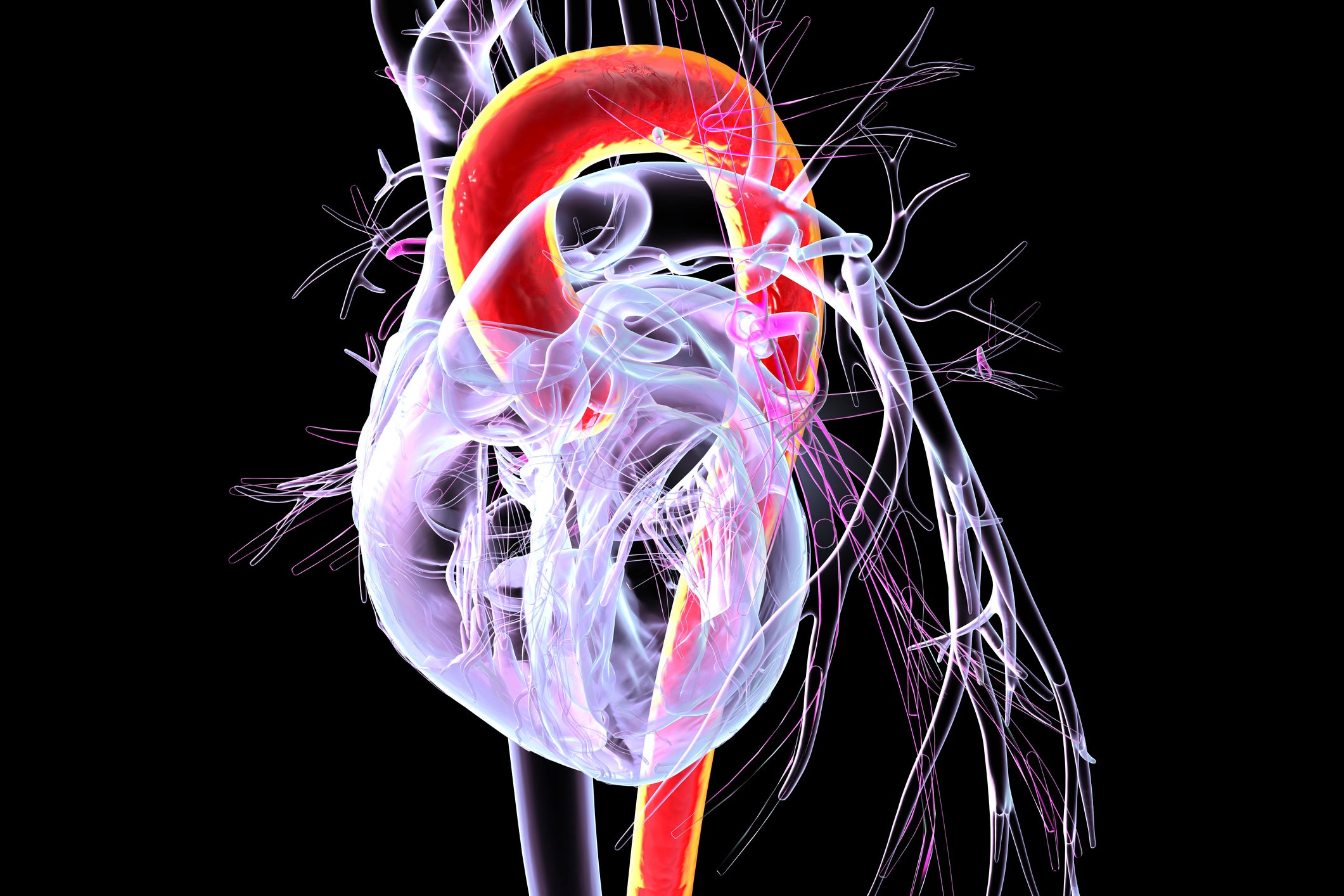 3D render of an aortic arch