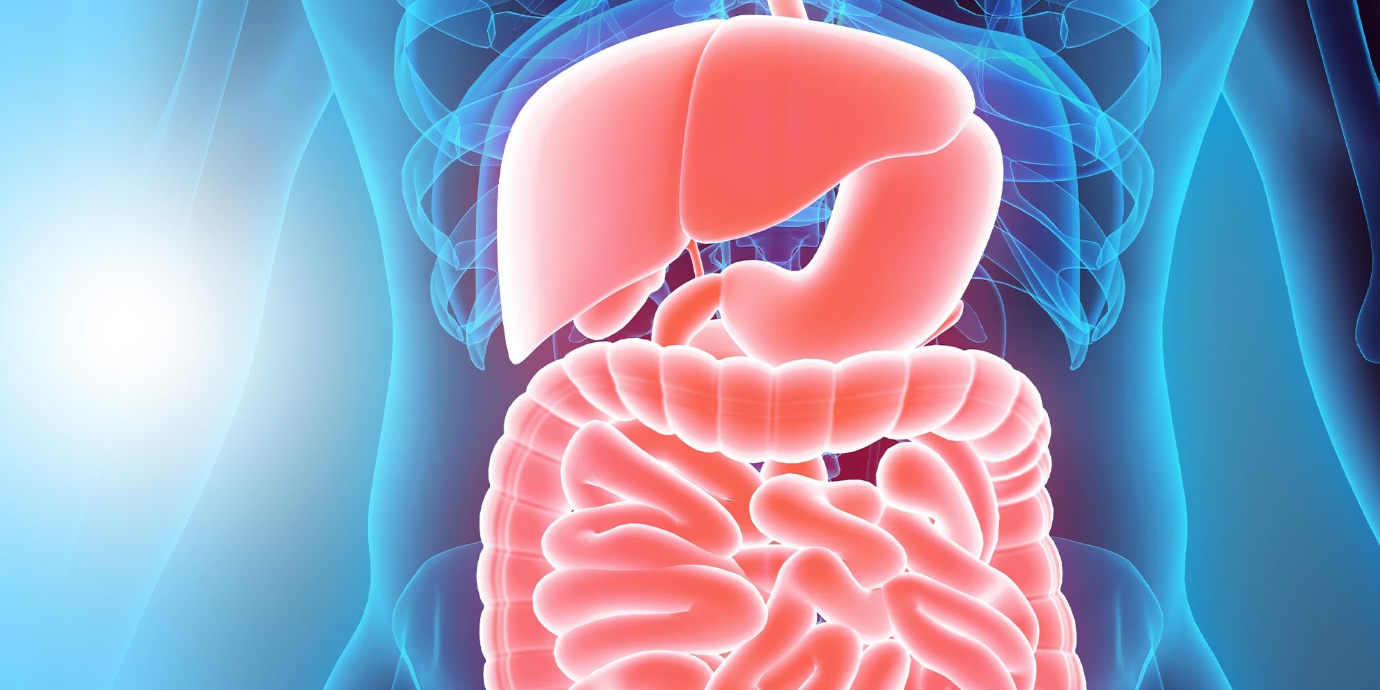 Digestive system illustration