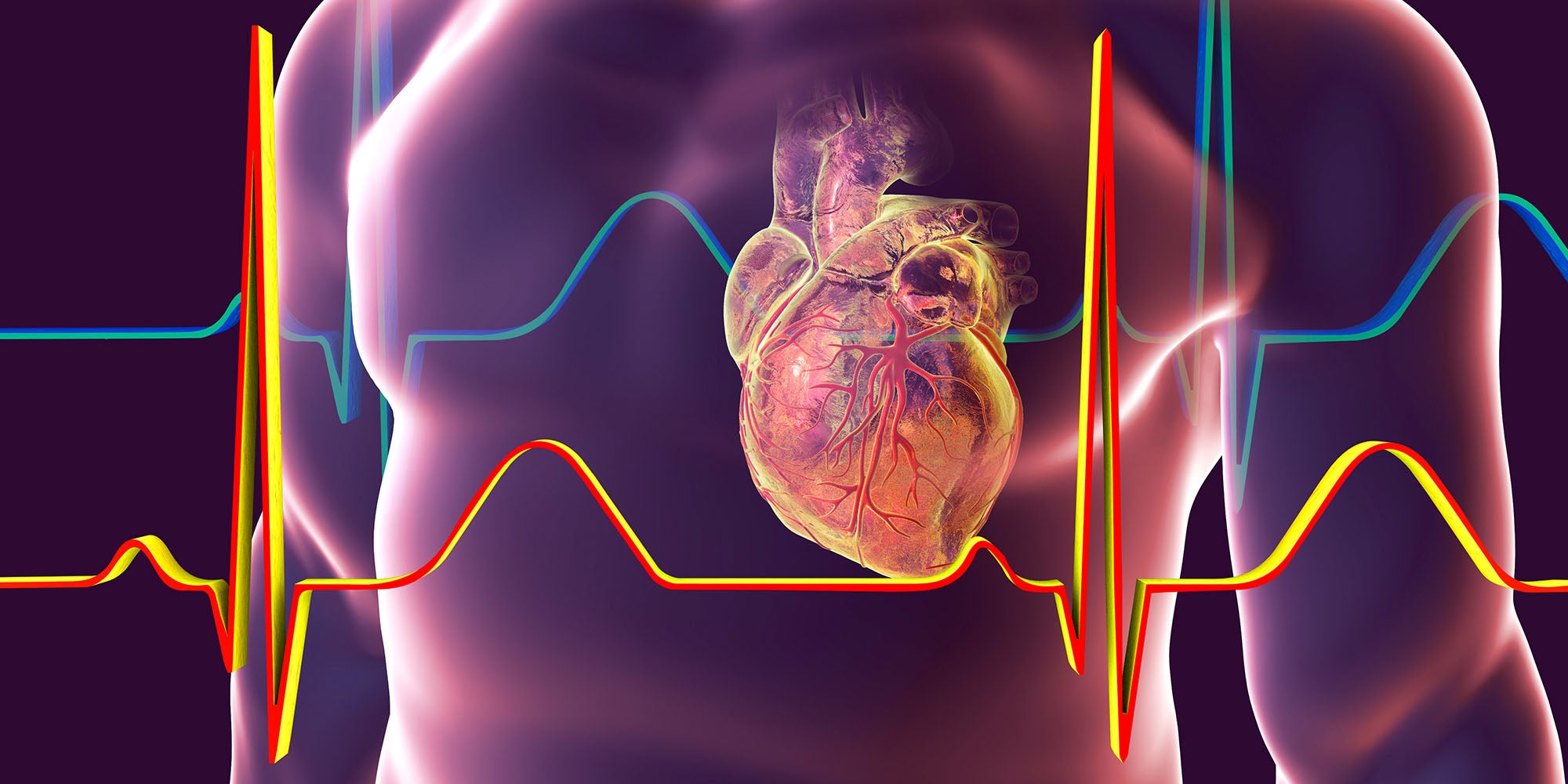 Medical illustration of heart