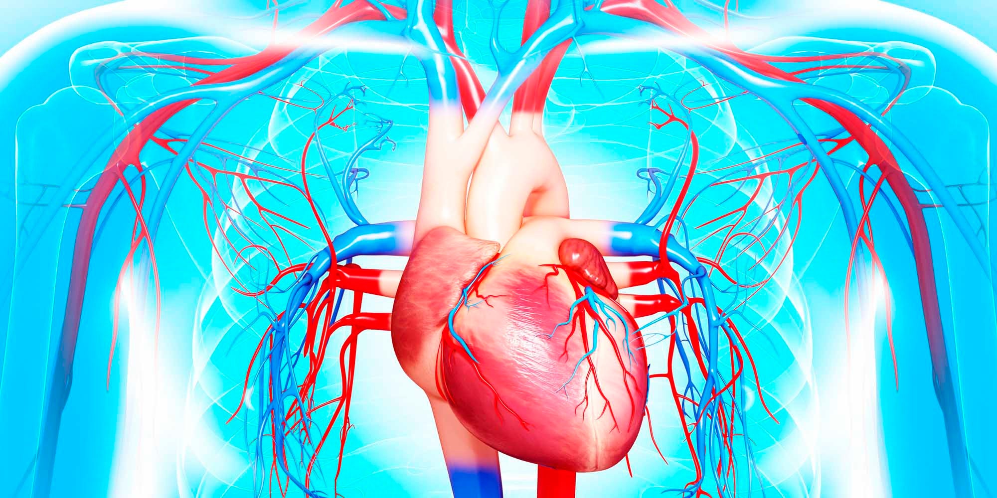 Illustration of heart and vascular system in chest